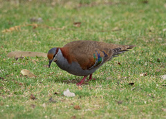 Phaps elegans occidentalis