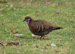 Phaps elegans occidentalis