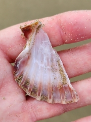 Pecten novaezelandiae
