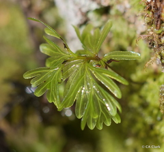 Hymenophyton flabellatum