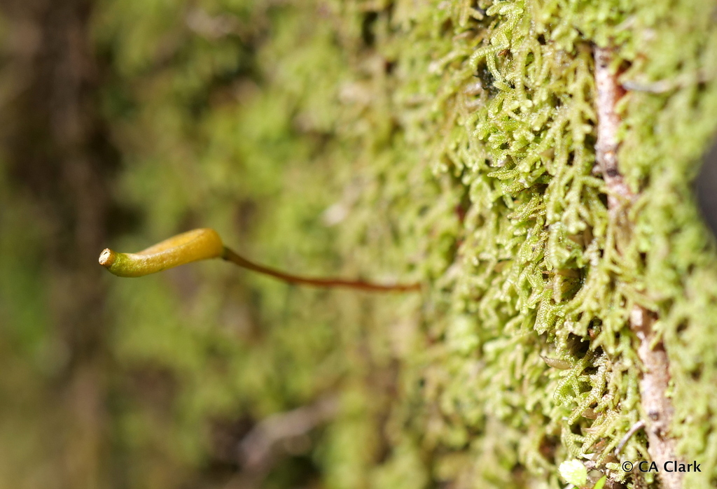 Buxbaumia novae-zelandiae