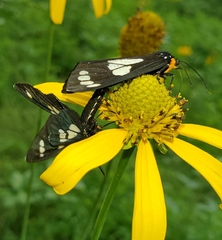 Gnophaela discreta