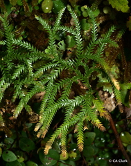 Lycopodium volubile