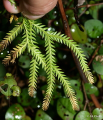 Lycopodium volubile