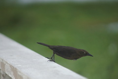 Quiscalus lugubris