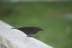 Quiscalus lugubris