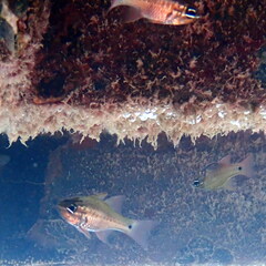 Ostorhinchus norfolcensis