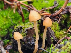 Hymenogastraceae