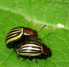 Desmogramma