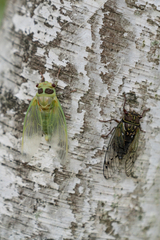 Auritibicen japonicus
