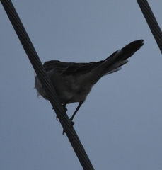 Mimus polyglottos