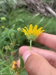 Helianthus nuttallii