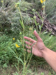Helianthus nuttallii