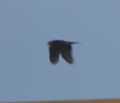 Accipiter cooperii