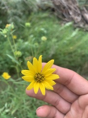 Helianthus nuttallii