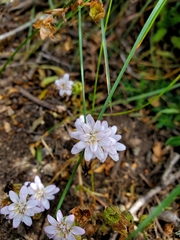 Moscharia pinnatifida