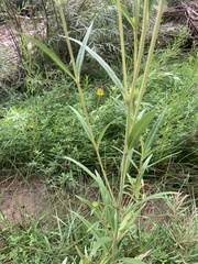 Helianthus nuttallii