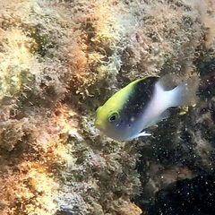 Chrysiptera rollandi