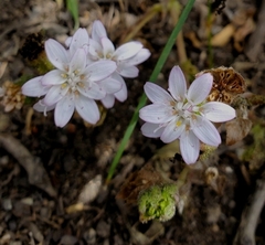 Moscharia pinnatifida