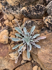 Physaria montana