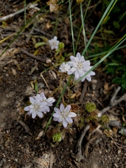 Moscharia pinnatifida
