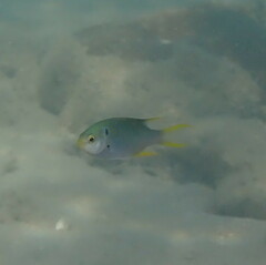 Neopomacentrus nemurus