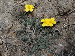 Linum macraei