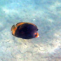 Chaetodon flavirostris