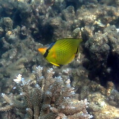 Chaetodon rafflesii