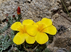 Linum macraei