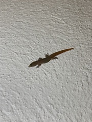 Sphaerodactylus