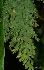 Hymenophyllum scabrum