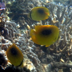 Chaetodon speculum