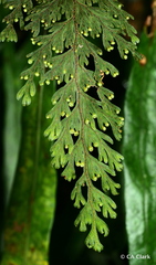 Hymenophyllum scabrum