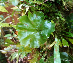 Hymenophyllum nephrophyllum