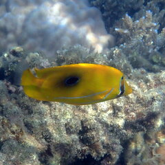 Chaetodon bennetti