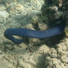 Emydocephalus annulatus