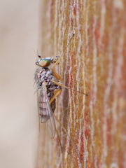 Dytomyia sordida