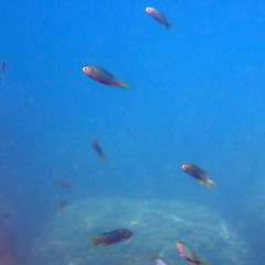 Neopomacentrus nemurus