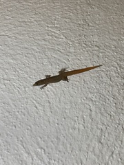 Sphaerodactylus