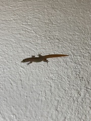Sphaerodactylus