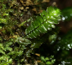 Cyathophorum bulbosum