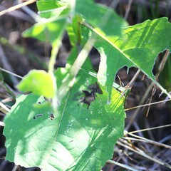 Verbesina microptera