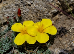 Linum macraei
