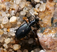 Actenonyx bembidioides