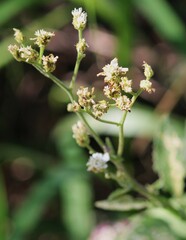 Verbesina microptera