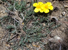 Linum macraei