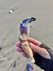 Metacarcinus anthonyi