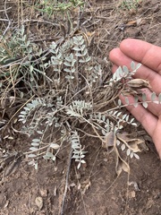 Astragalus missouriensis