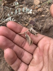 Astragalus missouriensis